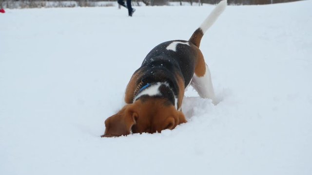 Dog search in deep snow, dig pit by paws and put head inside, slow motion shot. Beagle play or hunt at winter season. Funny drop ears hang down