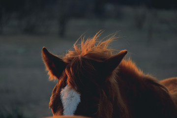 Horse mane blowing in wind closeup.