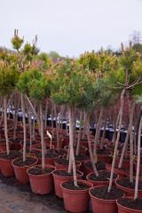 Fototapeta premium Garden store center with many of young coniferous trees. The nursery of plant and trees for gardening 