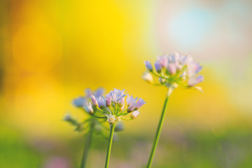 Flowers closeup with yellow blurred background.