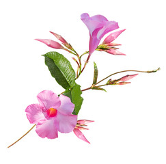 Pink Dipladenia flowers on white background