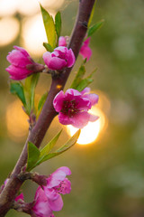 blooming peach tree pink flowers at sunset