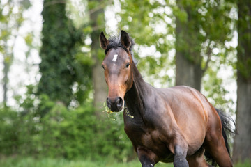 Warmblut Pferde auf der Weide braun Sportpferd, brauner Wallach galoppiert über eine grüne Weide...