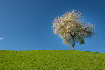 Fototapeta na wymiar tree with cherry blossoms