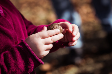 Mains d'une petite fille qui tient une noix