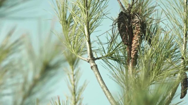 Pine Cones on Eastern White Pine Tree Moving in Wind SLOW MOTION