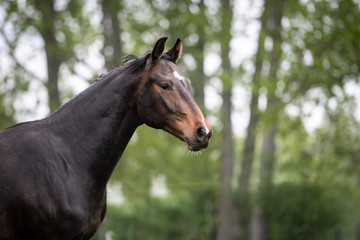 Pferde auf der Weide