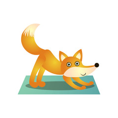 Obraz premium Cute colorful fox training yoga pose at soft mat