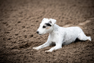 Parson Terrier Hündin auf dem Reitplatz