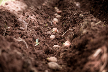Garden, planting potatoes in the garden.Traditional, natural, organic.Vegetarian