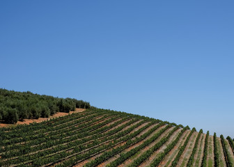 Fototapeta na wymiar Vineyards at Tokara Wine Estate, Cape Town, South Africa, taken on a clear day. The vines are planted in rows on the hillside. 