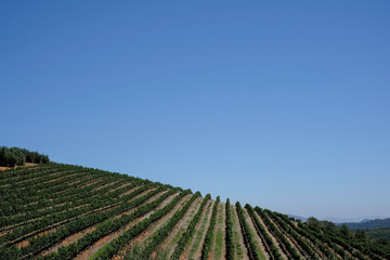 Fototapeta na wymiar Vineyards at Tokara Wine Estate, Cape Town, South Africa, taken on a clear day. The vines are planted in rows on the hillside. 