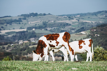 Fototapeta na wymiar Vaches laitières blanche et marron dans un champ