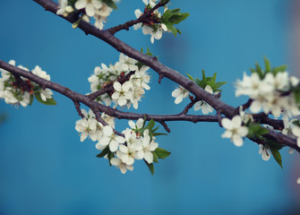 blossomed cherry tree.romantic spring background