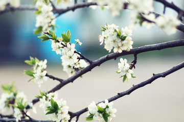 blossomed cherry tree.romantic spring background