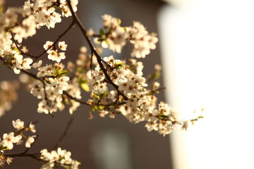 blossomed cherry tree.romantic spring background