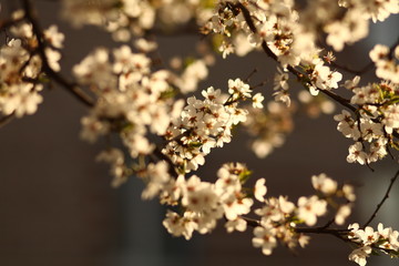 Fototapeta premium blossomed cherry tree.romantic spring background