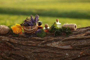 healthy plants, bottle of tincture or infusion. nature background.Herbal medicine.