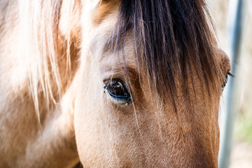 Close up sur l'oeil d'un cheval brun © PicsArt