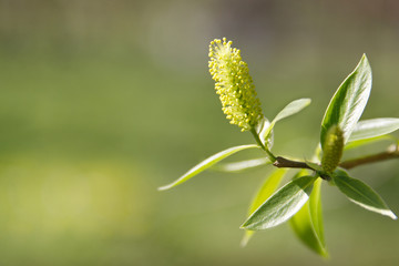 Catkins of sallow/osier tree with young green leaves spreading pollen, soft focus, copy space. Bloom, spring allergy.