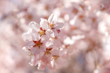 Obraz premium close up of pink flowers of Japanese Sakura spreading pollen, soft focus, copy space. Bloom, spring allergy.