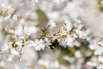White flowers of blooming fruit tree spreading pollen, soft focus, copy space. Bumblebee on a cherry blossom. Spring allergy.