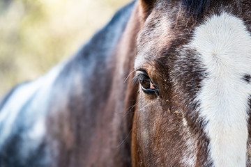 Close up sur l'oeil d'un cheval brun © PicsArt