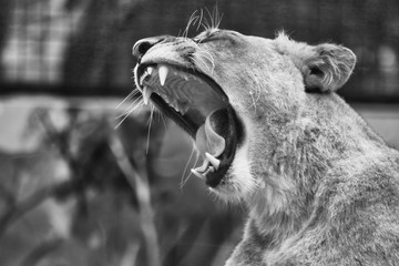 Naklejka premium Tired lioness yawing 