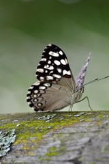  beautiful butterfly on the trunk of a tree
