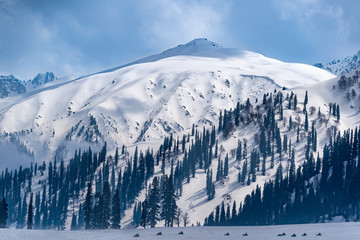 Traveler are driving Snowmobiling track in the deep snow near alpine forest with beautiful...
