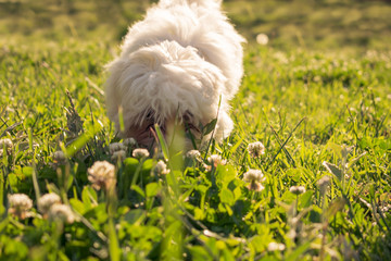 Maltese puppy dog smells flowers and grass © Alexandros Grigoras