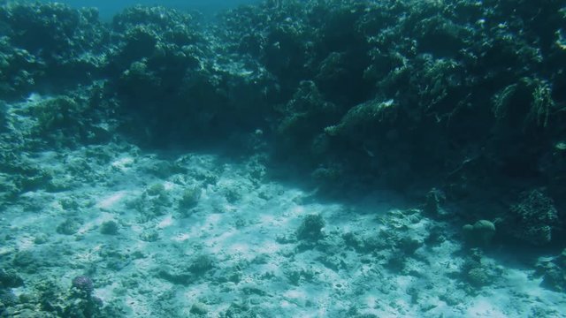 4k slow motion underwater video of swimming over dead corals on the sea bed.