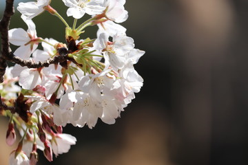 桜の花