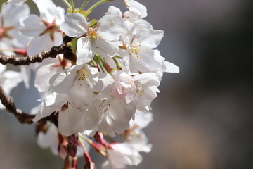 Obraz premium 桜の花