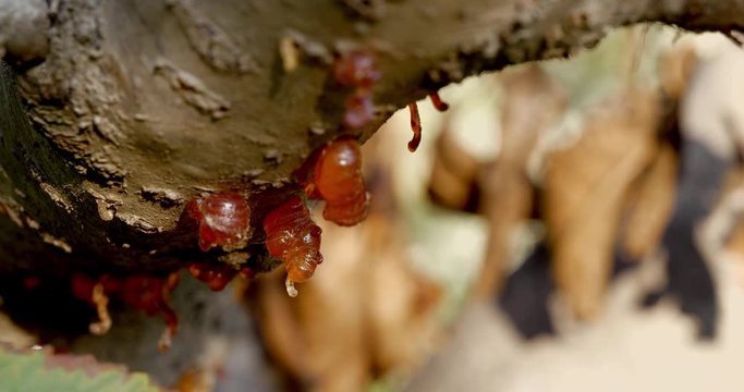 Close shot of cherry tree sap haging from a branch.
