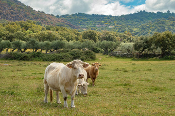 Fototapeta na wymiar Charolais cows grazing in the meadow of Extremadura, Spain