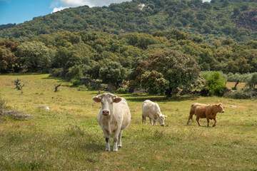 Charolais cows grazing in the meadow of Extremadura, Spain