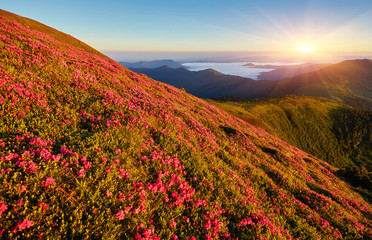 Landscape with wild flowers rhododendrons in mountain