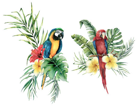 Watercolor tropical set with parrots and flowers bouquet. Hand drawn birds, plumeria and hibiscus. Floral label isolated on white background. Botanical illustration. Greeting template for design.