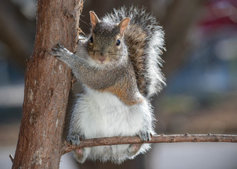 squirrel on tree