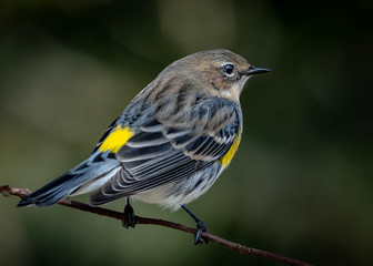 bird on a branch