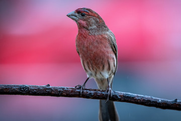 bird on branch