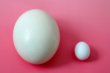 ニワトリとダチョウの卵