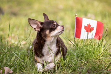 Chihuahua on grass with canadian flag.