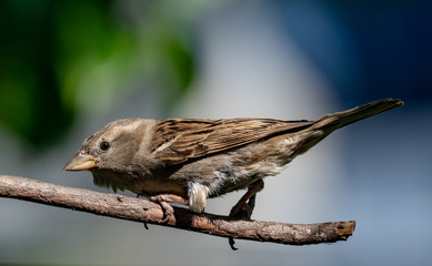sparrow on branch