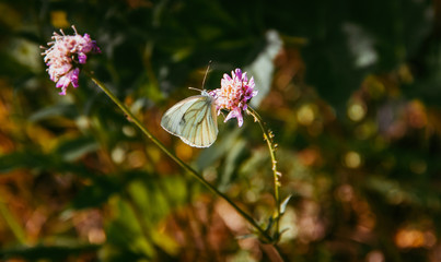 A white moth sits on a pink flower. Little moth