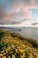 Obraz premium Flowers and view of Scripps Pier at sunset in La Jolla, San Diego, California