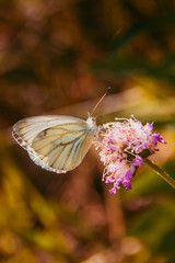 A white moth sits on a pink flower. Little moth