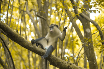 Cute monkey on tree  in a forest