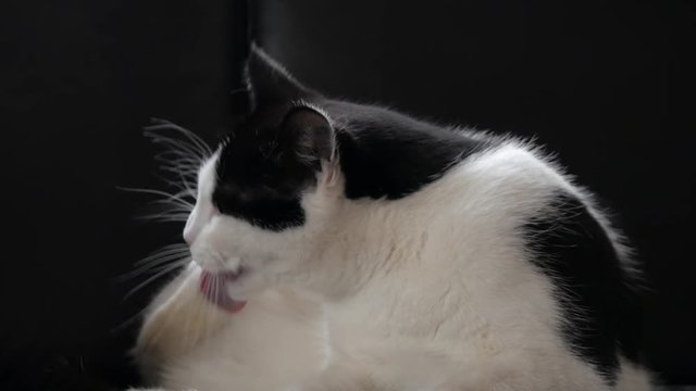 Close up shot of a black and white female cat on a black background scratching its ear licking and cleaning its paw.